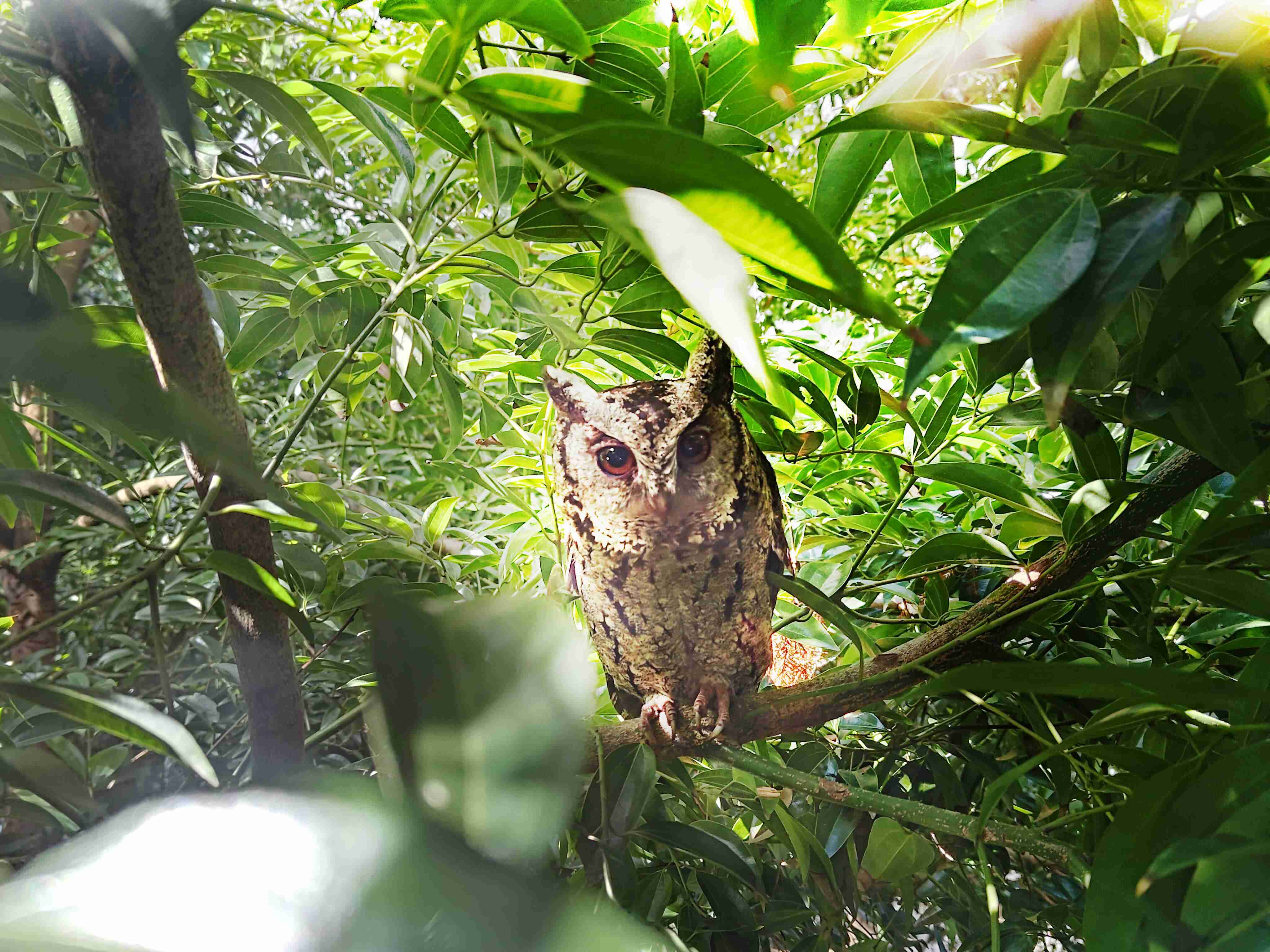 PG国际致力提倡净零绿生活，，16年以来在全球各厂区植树逾百万棵，，造就各厂区树木蔚然成林，，，，犹如森林工厂，，，成为许多生物的栖息地